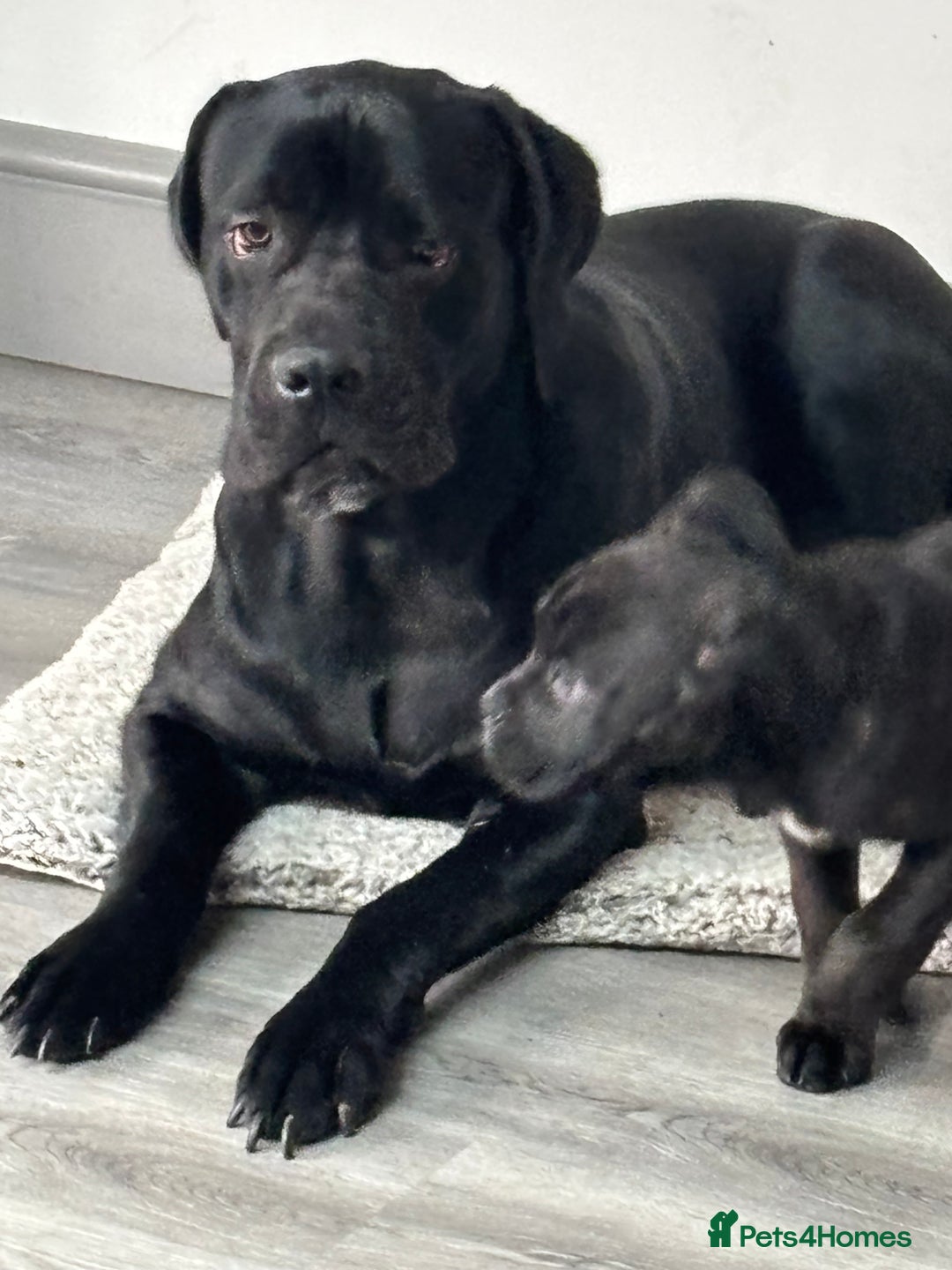 Mixed Breed dogs for sale: cano corso cross lilac british bulldog - Image 13
