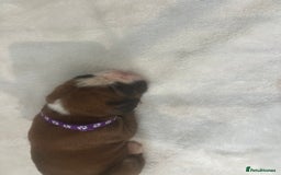 Boxer dogs for sale: Stunning Kc Boxer Puppies - Image 26