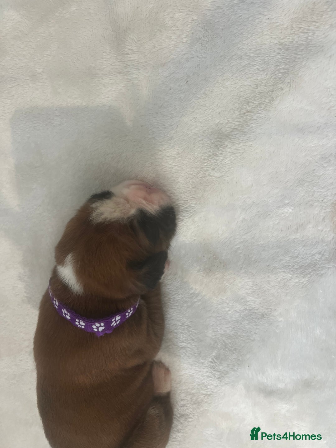 Boxer dogs for sale: Stunning Kc Boxer Puppies - Image 26
