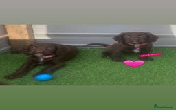 Sprocker dogs for sale: Last 2 girls available chocolate Sprockers - Image 37
