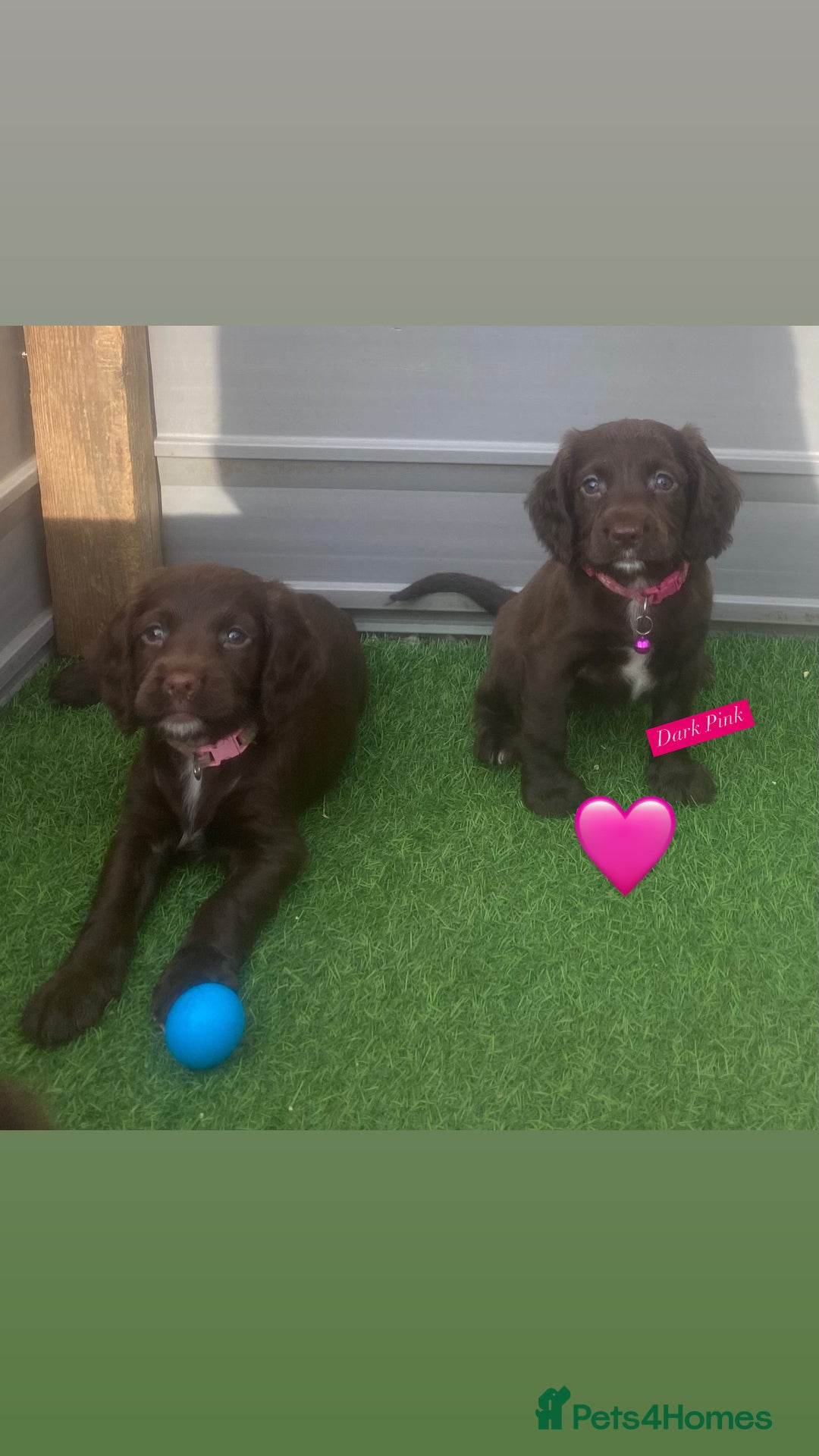 Sprocker dogs for sale: Last 2 girls available chocolate Sprockers - Image 37