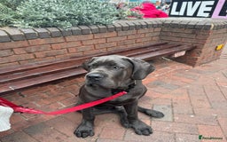Cane Corso dogs for sale: Cane corso Rex 5 months old  - Image 4