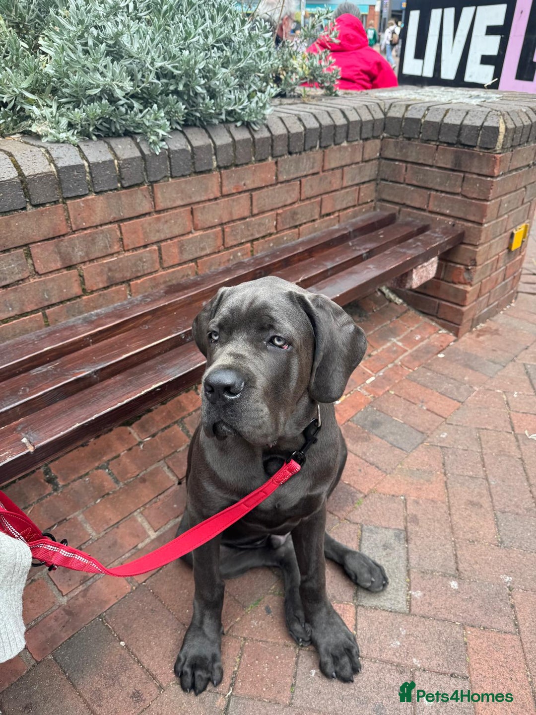 Cane Corso dogs for sale: Cane corso Rex 5 months old  - Image 4