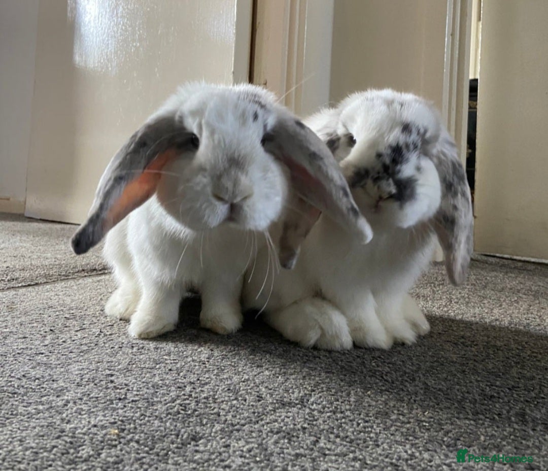 Mini Lop rabbits for sale: Mini Lop 9 months  - Image 6