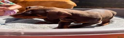 Dobermann dogs for sale: KC Dobermann pups  - Advert 11