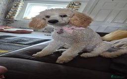 Miniature Poodle dogs for sale: Mini poodle  - Image 3