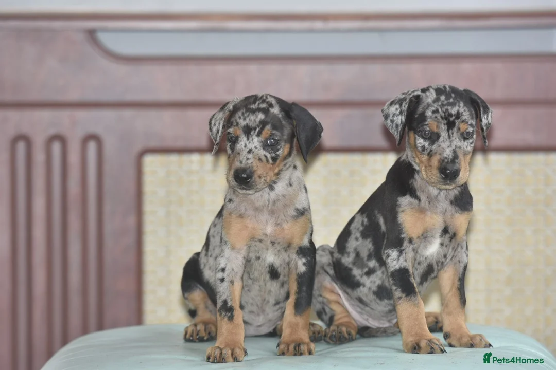 Dobermann dogs for sale: Unique hybrid dobermann pups - Advert 2