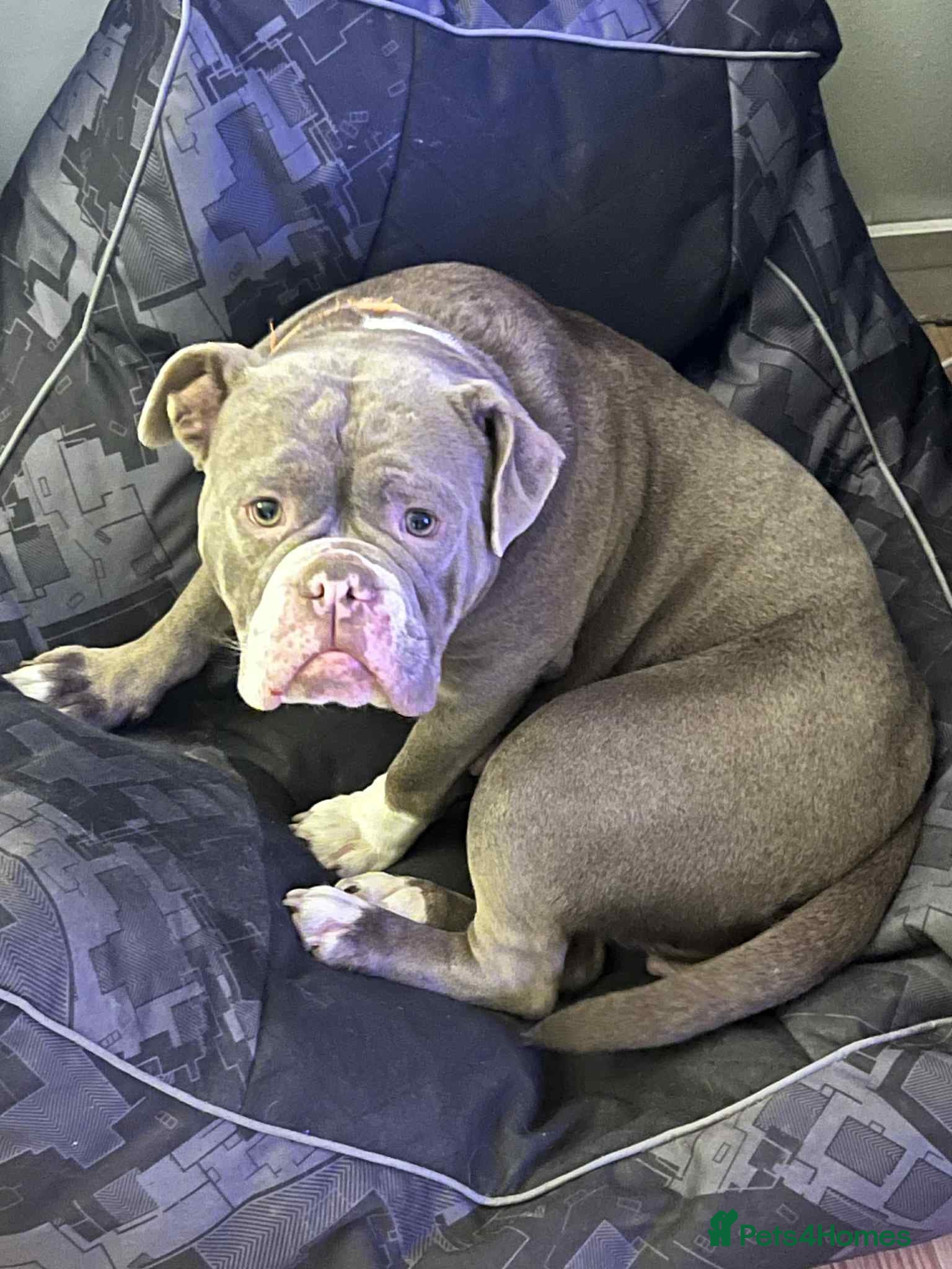 English Bulldog dogs Female New English Bulldog - Advert 2