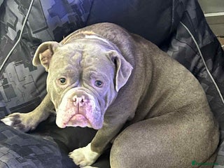 English Bulldog dogs Female New English Bulldog - Advert 1