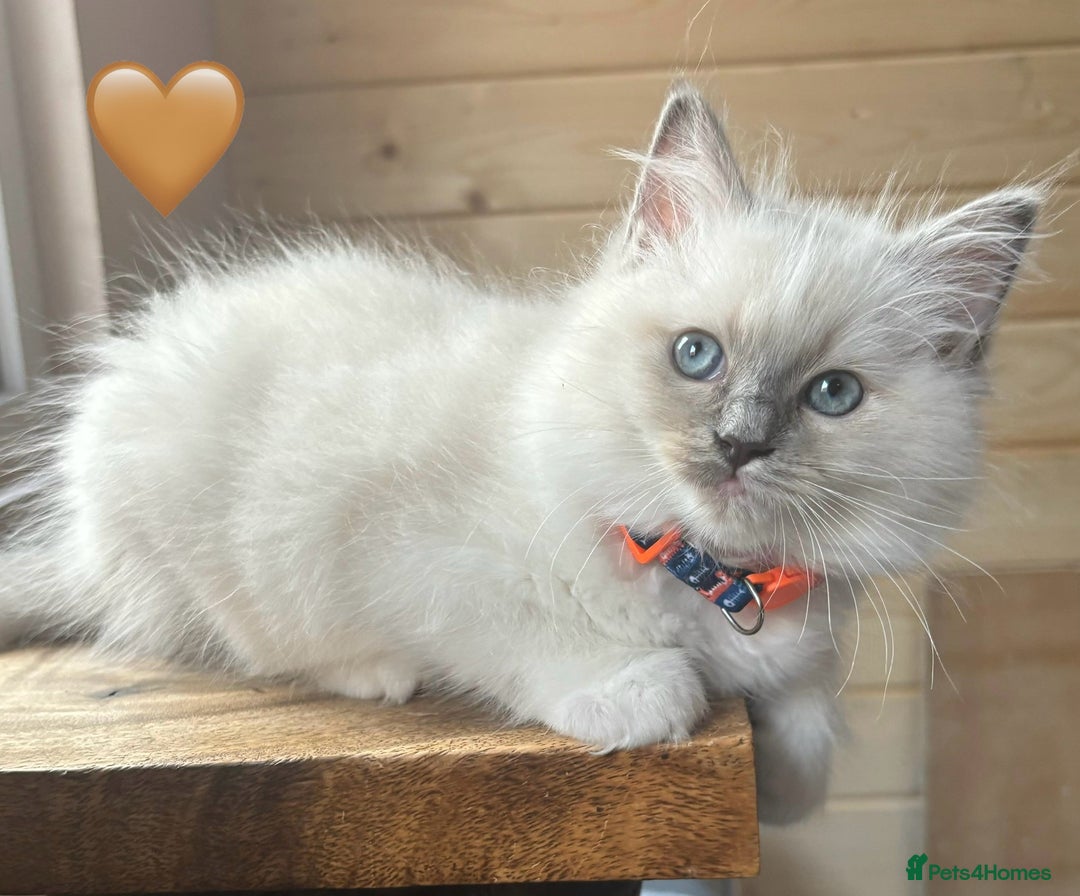 Ragdoll cats for sale: Ragdoll kittens one girl available  - Image 21