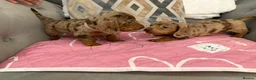 Dachshund dogs for sale: 🐾 dachshund puppies🐾 - Advert 18
