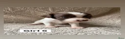 English Springer Spaniel dogs for sale: Working Springer Spaniels - Advert 20