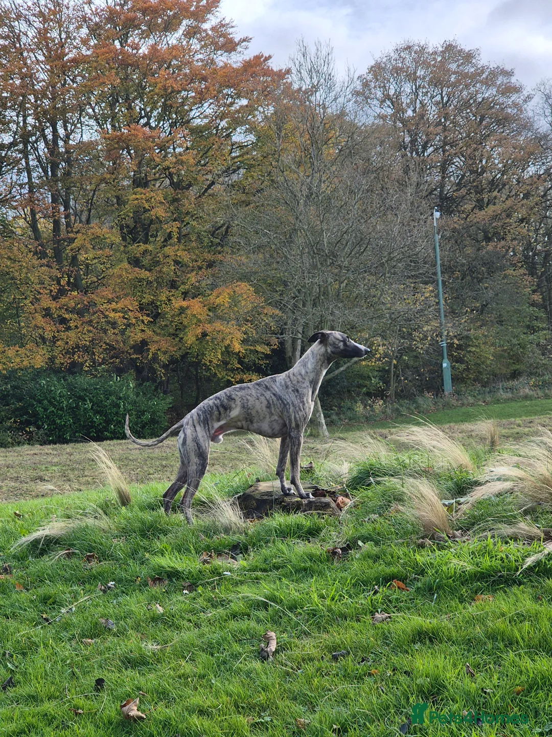 Whippet dogs for stud:  PROVEN kc reg whippet for stud in Consett - Advert 14