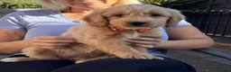 Goldendoodle dogs for sale: Australian Golden Doodle Puppies - READY NOW - Advert 12