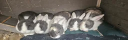 Netherland Dwarf rabbits for sale: Teddy the rabbit and his five kits - Advert 3
