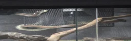 King Snake reptiles for sale: California king snake + FULL setup - Advert 2
