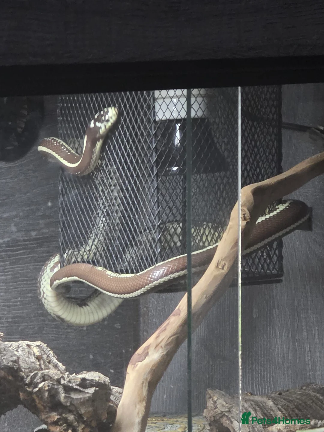 King Snake reptiles for sale: California king snake + FULL setup - Advert 2