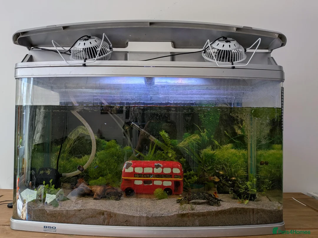 Platies fish for sale: Complete 165L Planted Aquarium Setup + Stock in Herne Bay - Advert 1