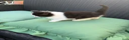 Mixed Breed cats for sale: Female kitten white and black for sale in Gloucester - Advert 5