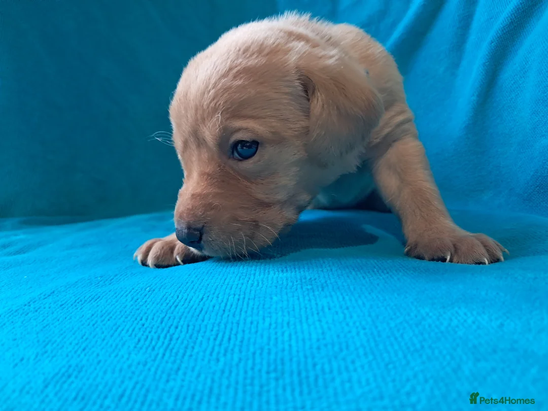 Labrador Retriever dogs for sale: Labrador Puppies - Advert 11