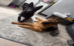German Shepherd dogs for sale: Black female GSD 7month  - Image 2