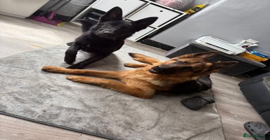 German Shepherd dogs - Advert 11