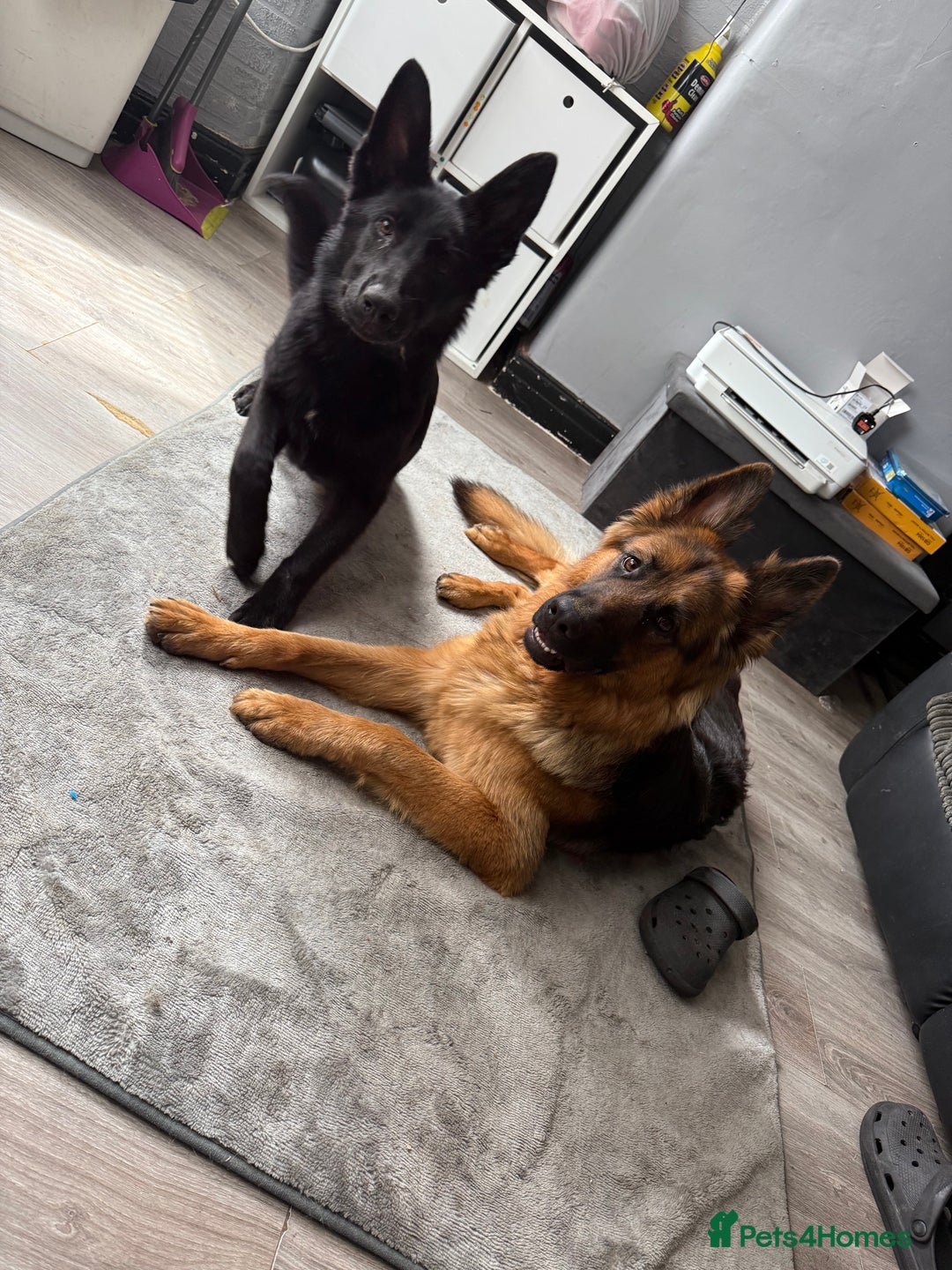 German Shepherd dogs for sale: Black female GSD 7month  - Image 2