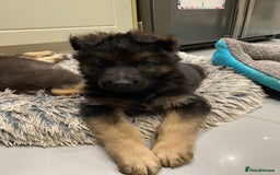 German Shepherd dogs for sale: KC Reg. Amazing Beautiful Girls Awaiting A Home ❤️ - Image 23