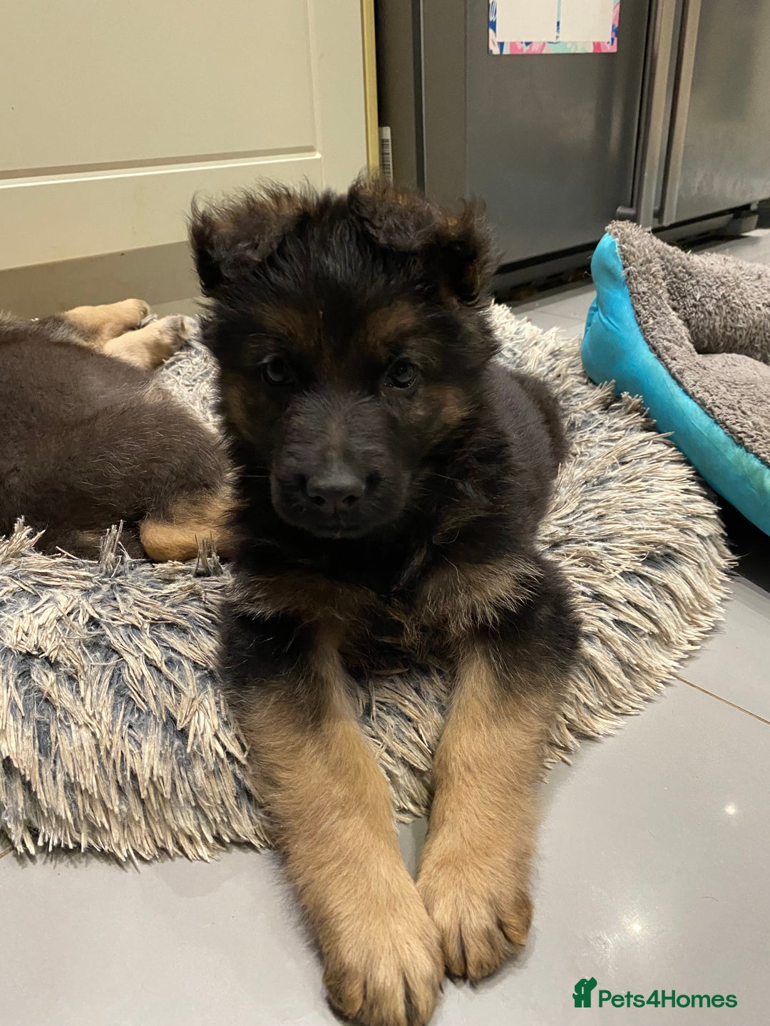 German Shepherd dogs for sale: KC Reg. Amazing Beautiful Girls Awaiting A Home ❤️ - Image 23