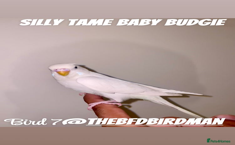 Budgerigars birds - Advert 3