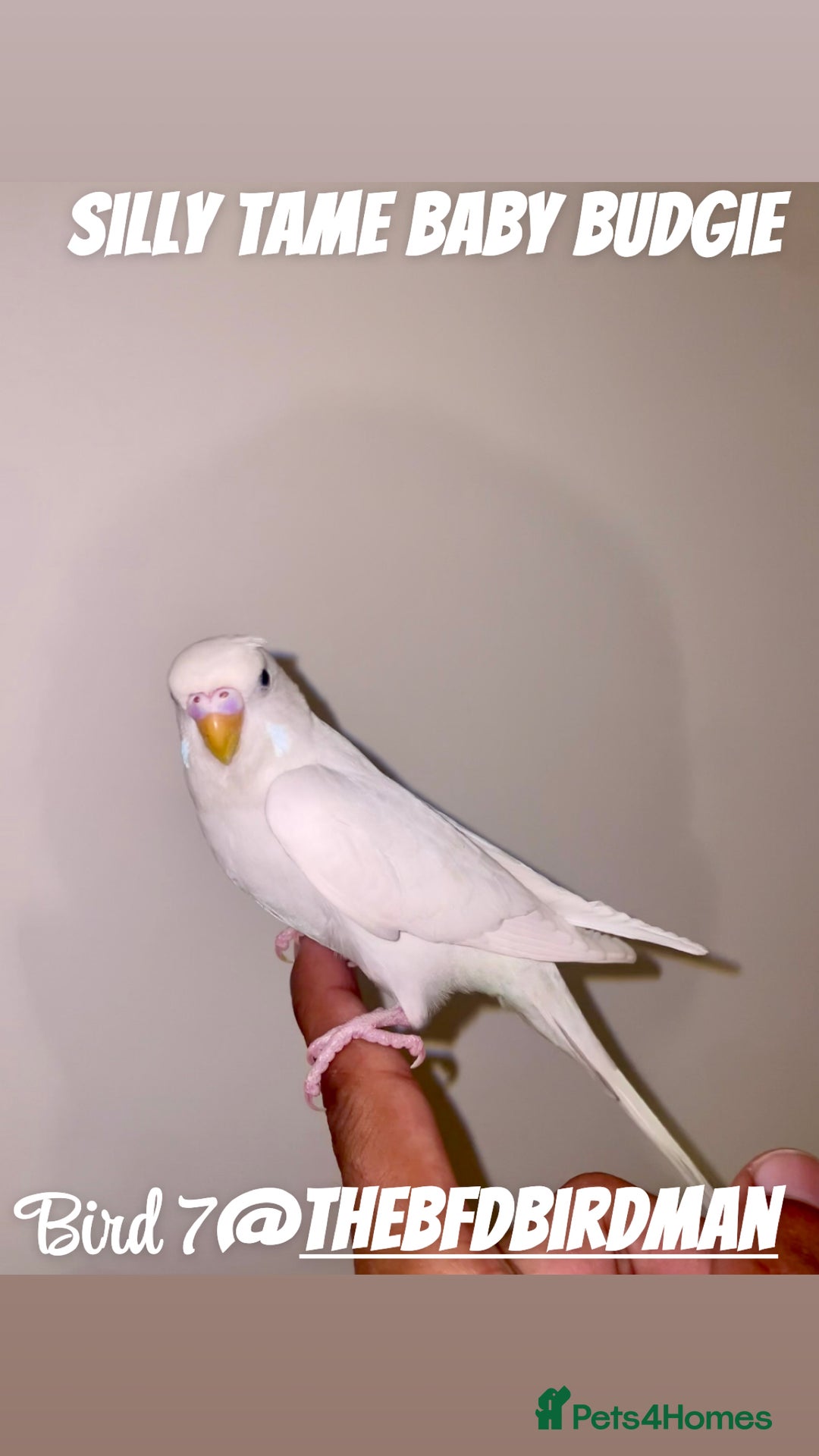 Budgerigars birds for sale: 100% Silly Tame Baby Budgies - Image 1