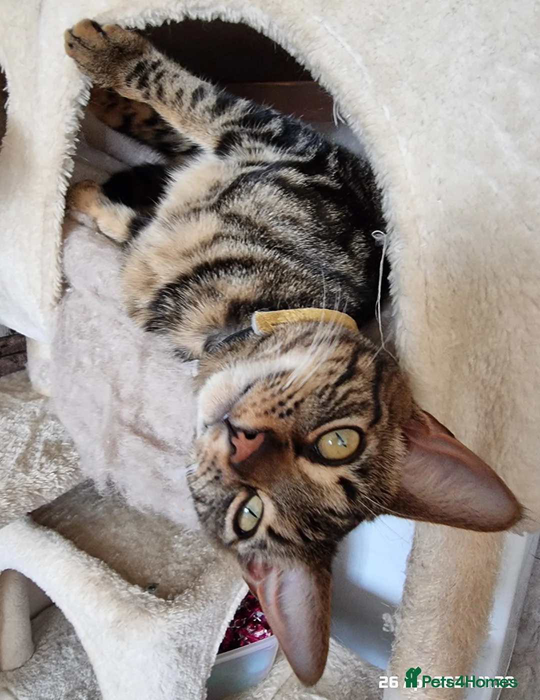 Brazilian Shorthair cats for sale: Family of 3 gorgeous cats for adoption - Advert 11