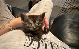 British Shorthair cats for sale: British Shorthair Cross Kittens  - Image 16