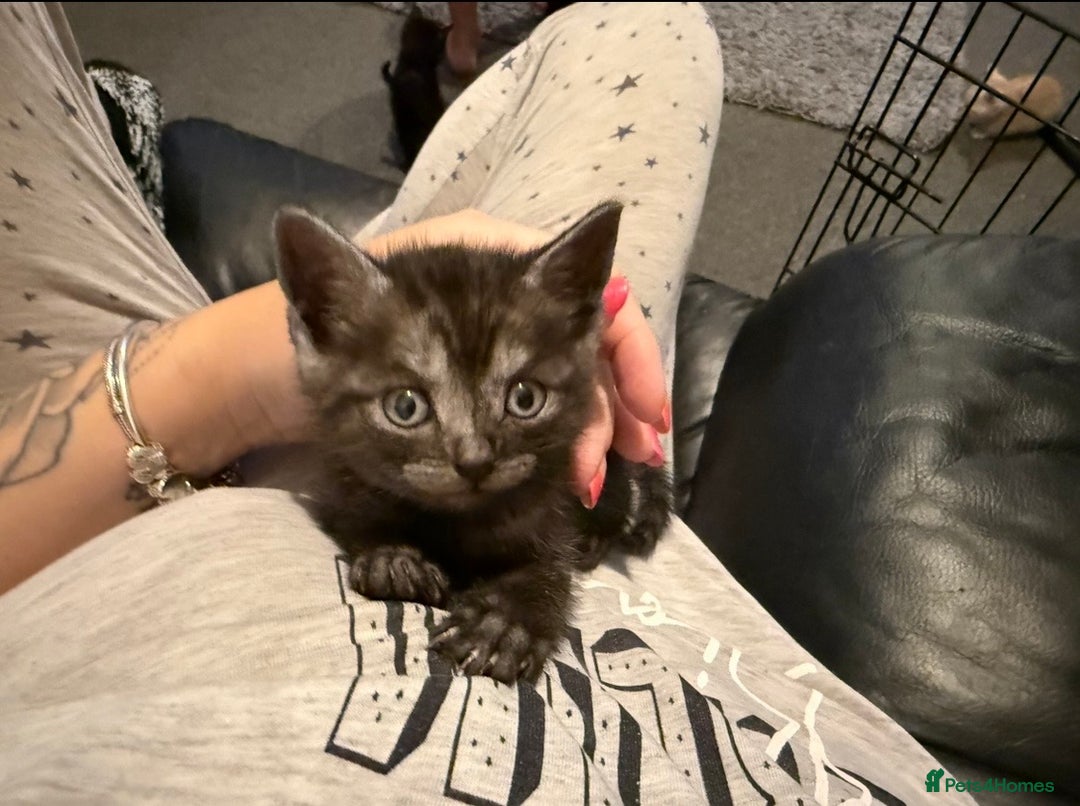 British Shorthair cats for sale: British Shorthair Cross Kittens  - Image 16