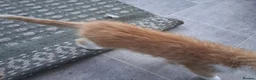 Mixed Breed cats for sale: Rare female Ginger Tabbies 😻 - Advert 26