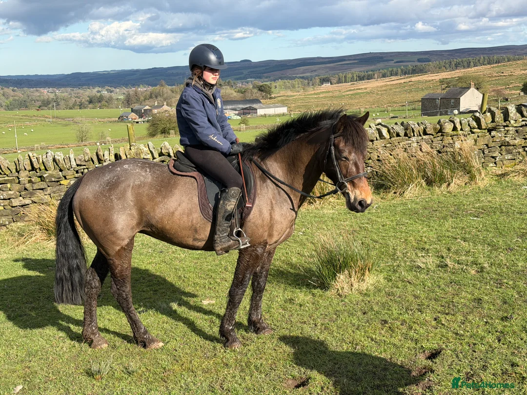 Connemara horses for sale: Lovely Allrounder and Jumper  in Brampton - Advert 2