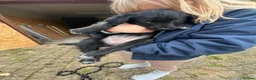 Bordoodle dogs for sale: 🩷 Beautiful F1 Bordoodle puppies 2 left 🩷 in Wokingham - Advert 9