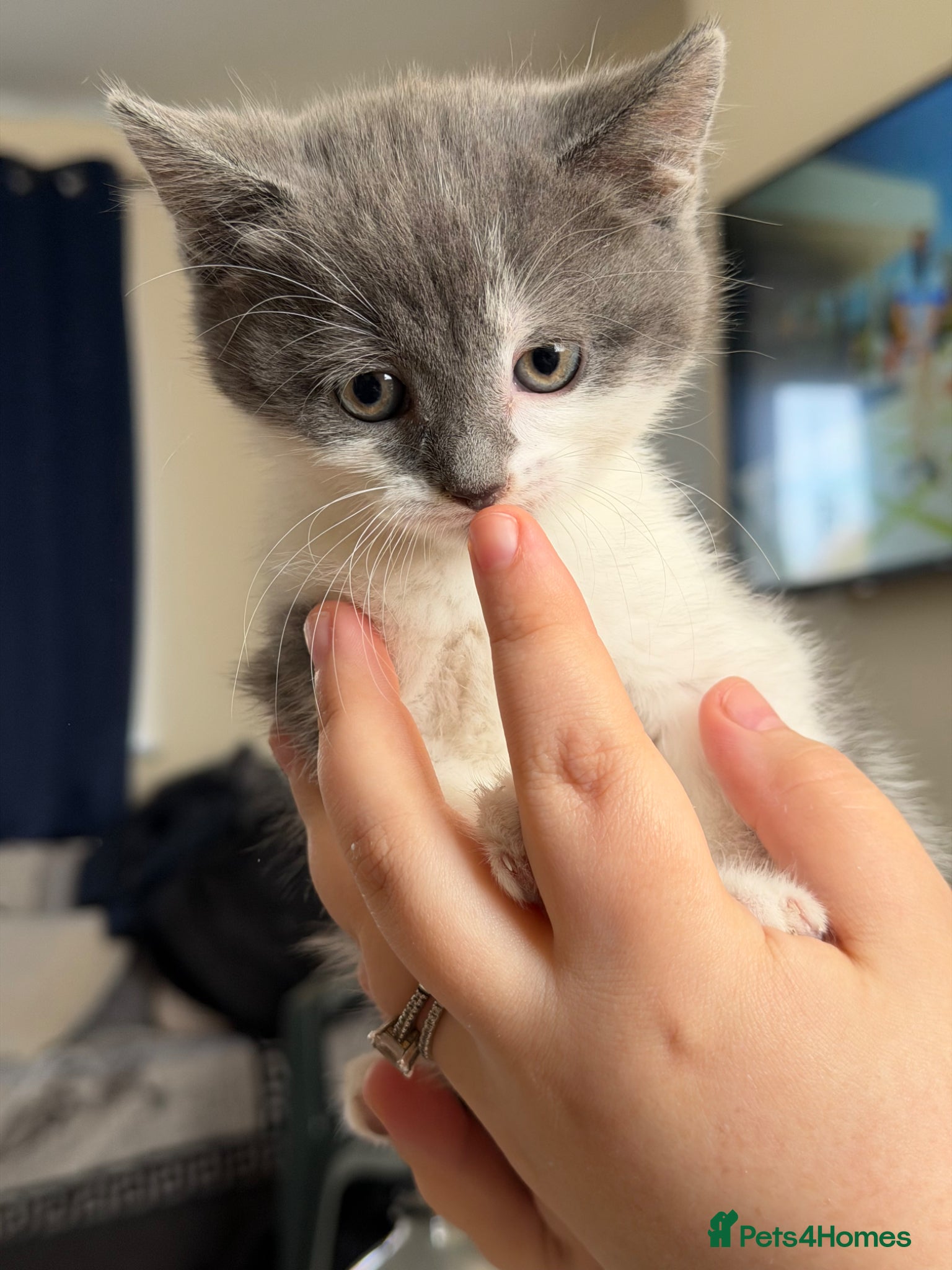 Mixed Breed cats Fluffy Kittens for sale❤️ - Advert 1