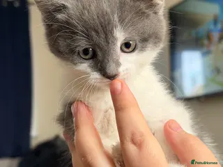 Mixed Breed cats Fluffy Kittens for sale❤️ - Advert 3