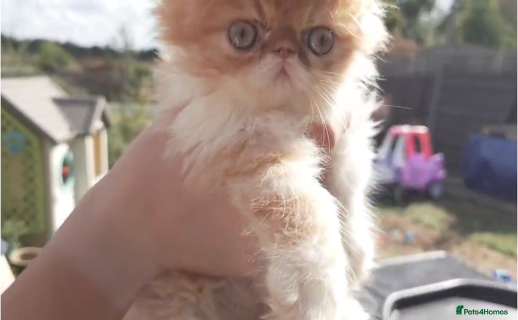 Persian cats - Advert 3