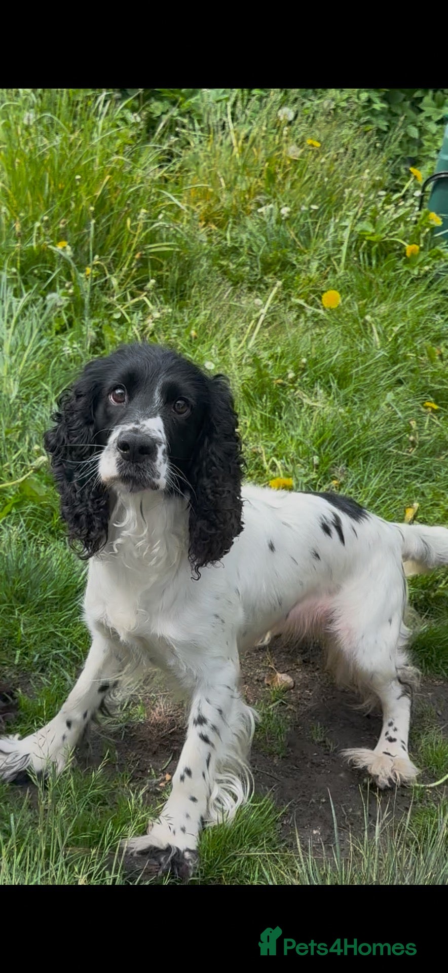 Cocker Spaniel dogs for sale: Cocker spaniel  - Advert 18