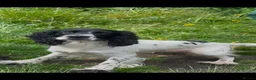 Cocker Spaniel dogs for sale: Cocker spaniel  in Montgomery - Advert 1