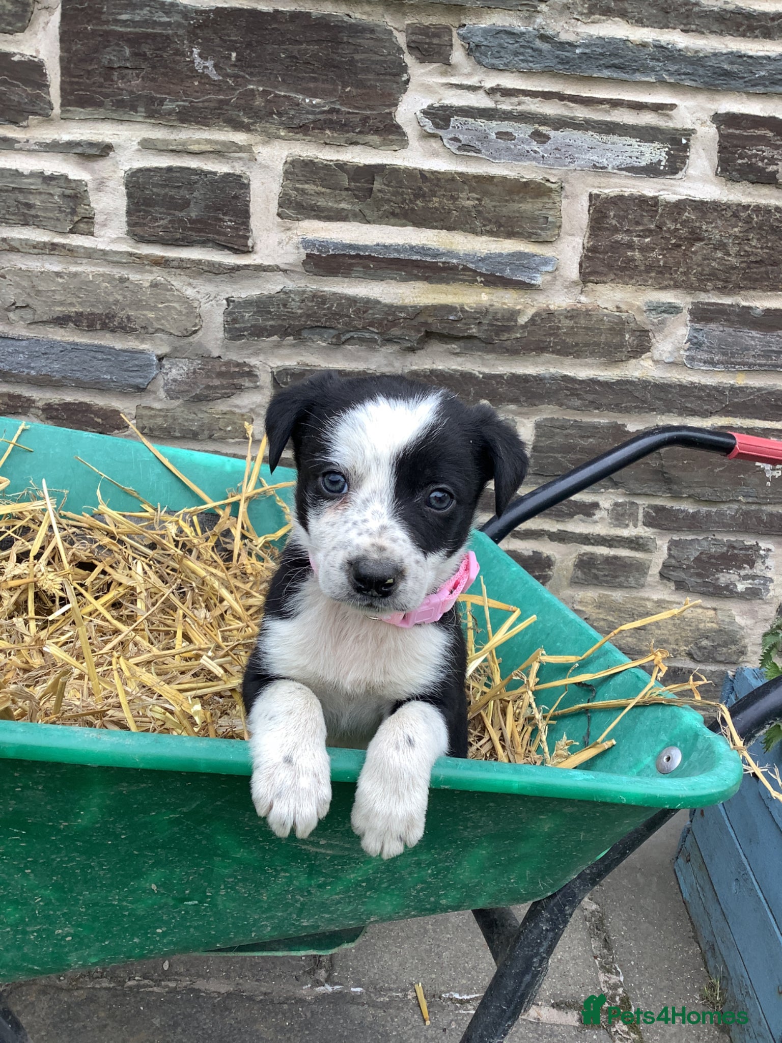 Border Collie dogs 4 Male Border Collie pups for sale - Advert 6