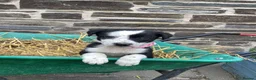 Border Collie dogs for sale: 5 Male Border Collie pups for sale in Builth Wells - Advert 4
