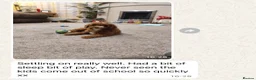 Cavapoo dogs for sale: Outstanding quality, F1b super dark red Cavapoo’s  - Advert 9