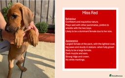 Rhodesian Ridgeback dogs for sale: Pedigree Ridgeback Puppies - READY FOR NEW HOMES in Scunthorpe - Image 3