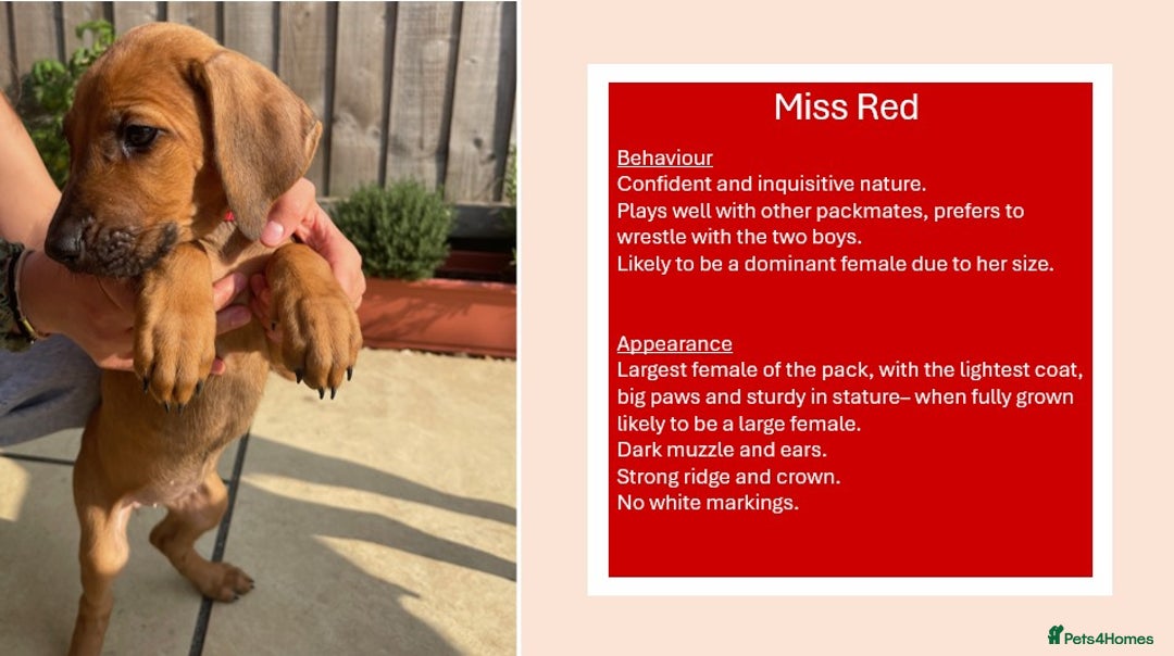 Rhodesian Ridgeback dogs for sale: Pedigree Ridgeback Puppies - READY FOR NEW HOMES in Scunthorpe - Image 3