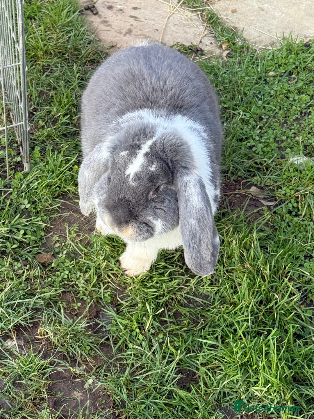 French Lop rabbits for sale: Stunning blue otter butterfly boy  - Advert 3