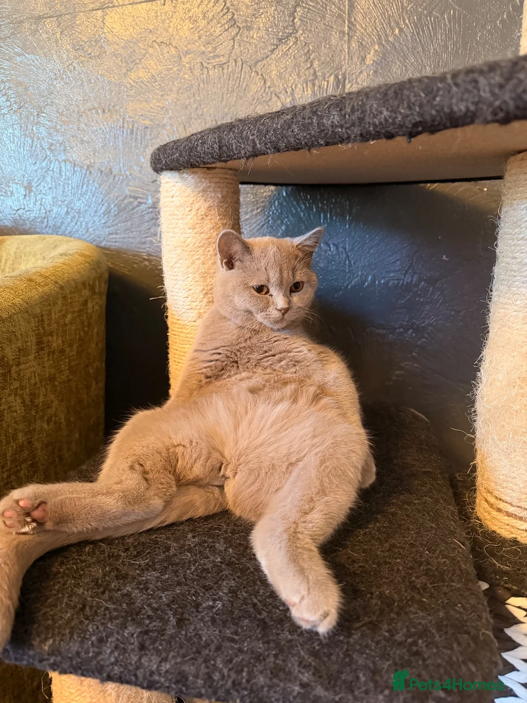 British Shorthair cats for sale: British shorthair lilac  in Oldham - Advert 1