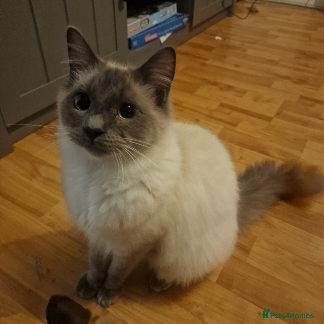 Ragdoll cats for sale: 8 months old Ragdoll - Image 1